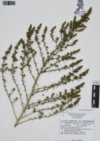 Salsola kali image